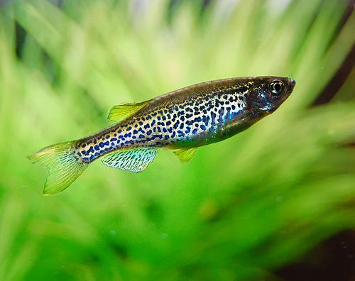 Leopard Danio 