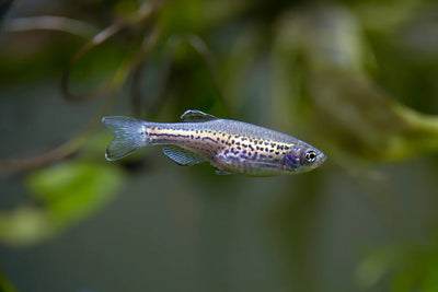Leopard Danio 