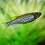 Leopard Danio 