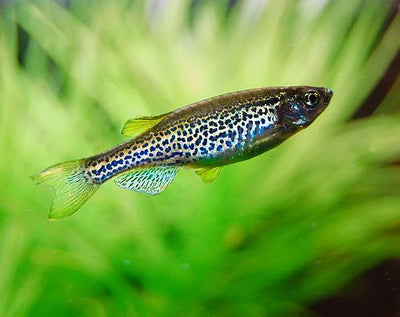 Leopard Danio 