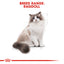 Royal Canin Cat Ragdoll 2kg