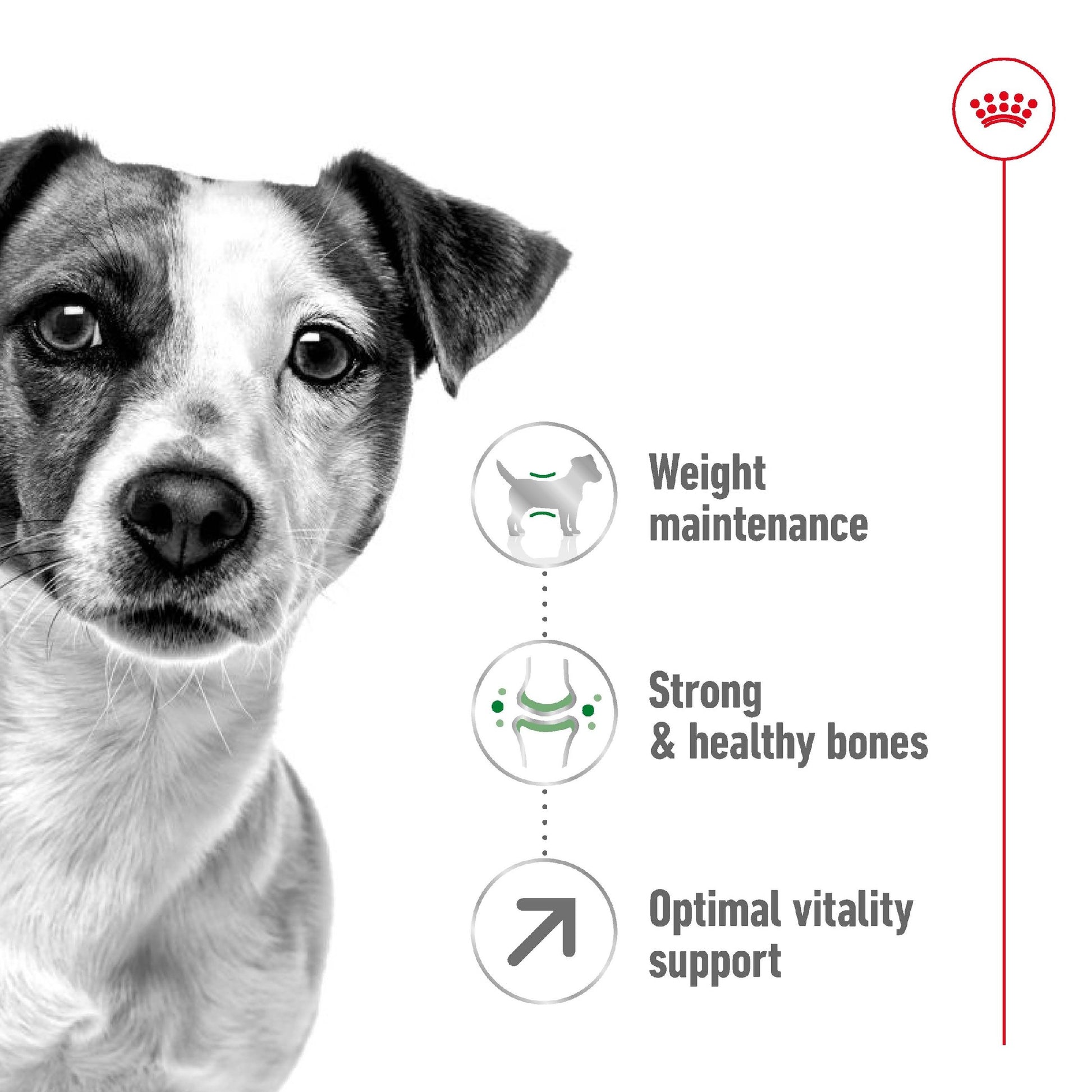 Royal Canin Dog Mini 8+ 2kg 