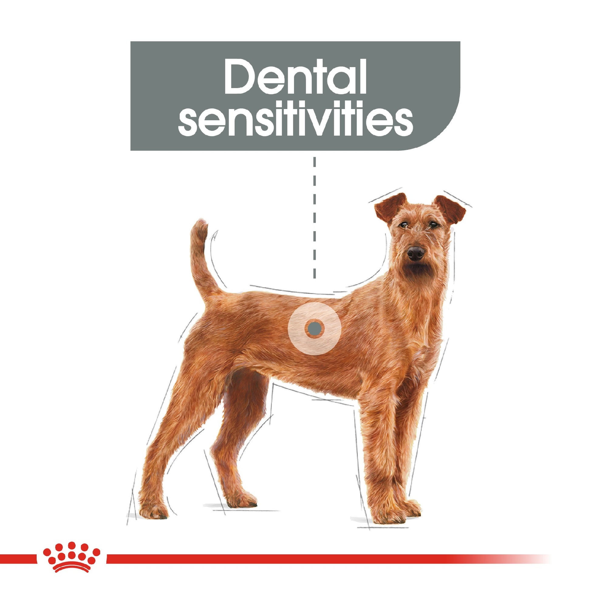 Royal Canin Dog Dental Care Medium 3kg