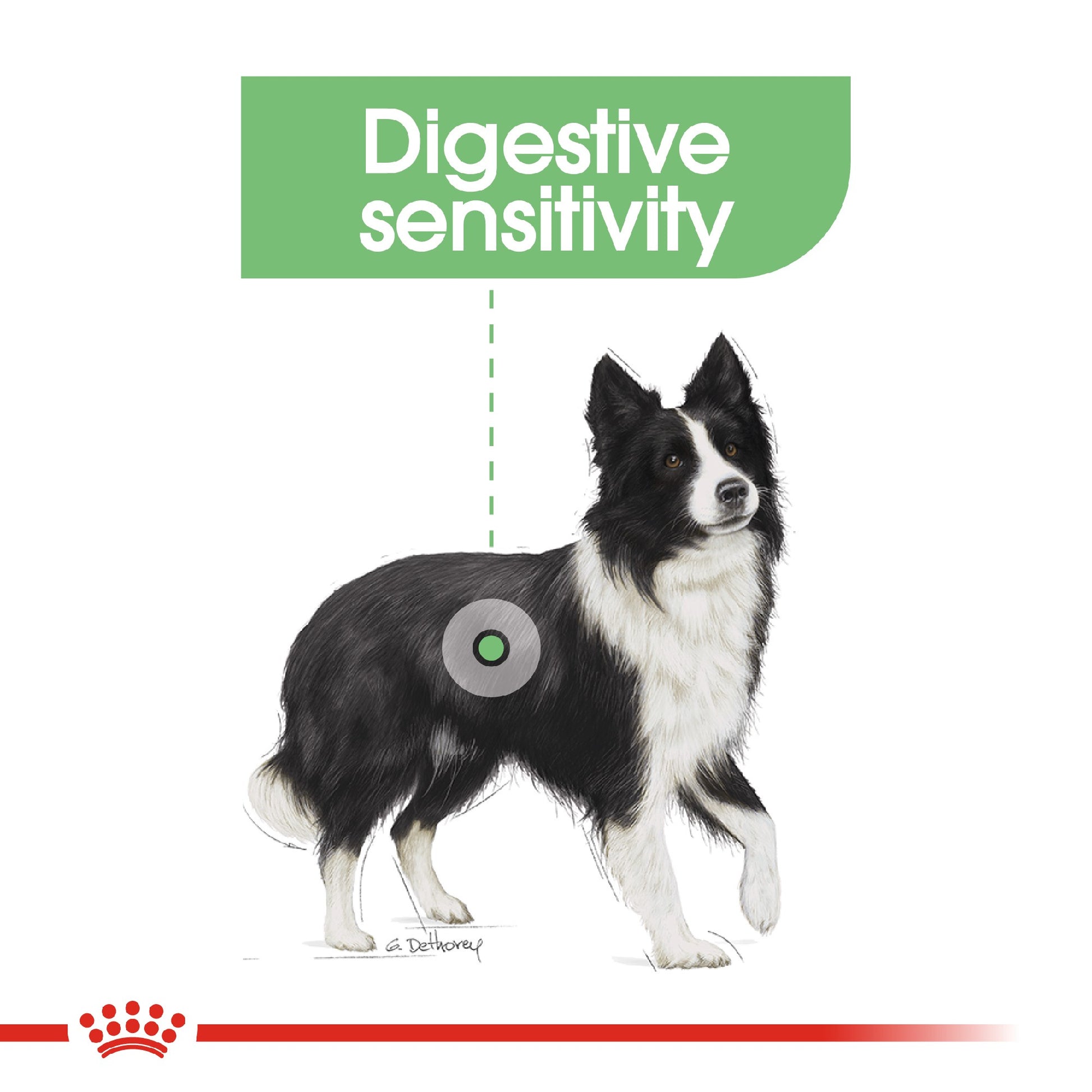 Royal Canin Digestive Care Medium 12kg