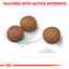Royal Canin Digestive Care Medium 12kg