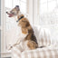 Petsafe Bark Control Spray Collar