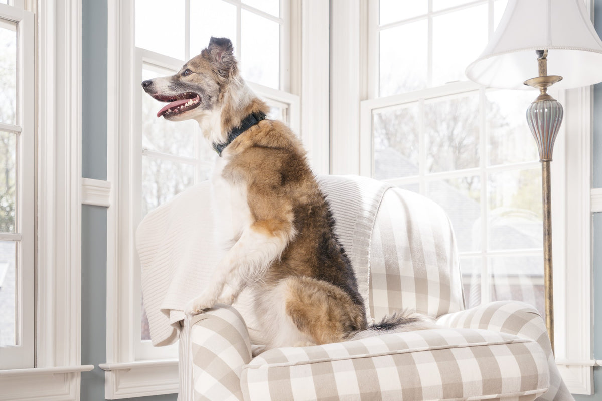 Petsafe Bark Control Spray Collar