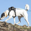 Stash & Dash Harness Medium