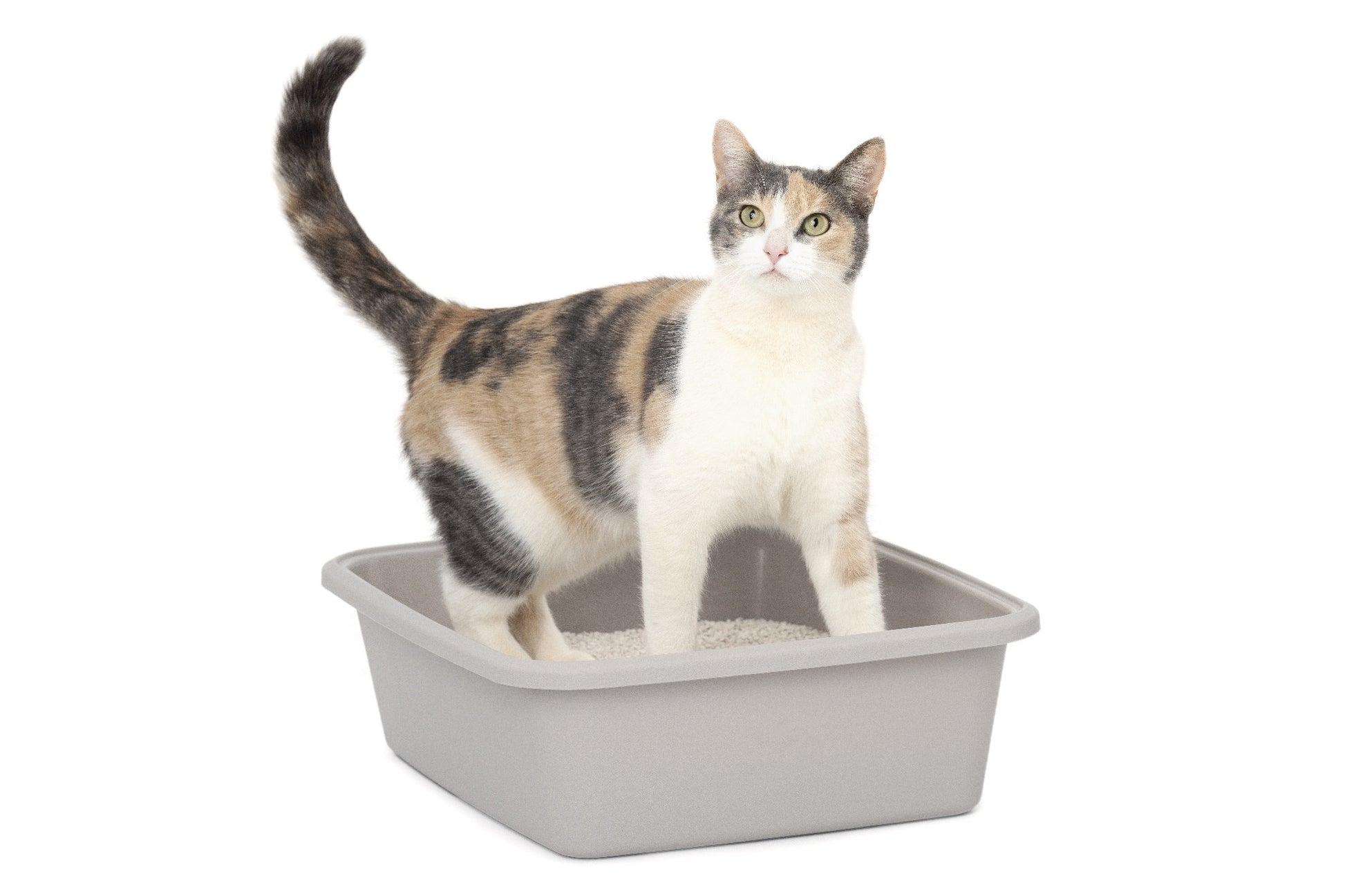 Scoopfree Natural Litter 3.6kg Bag