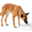 Petsafe Outlast Pet Fountain 3.7L Intl
