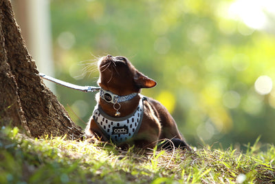 Caat Cat Harness & Leash Combo DASH - Cat