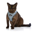 Caat Cat Harness & Leash Combo DASH - Cat