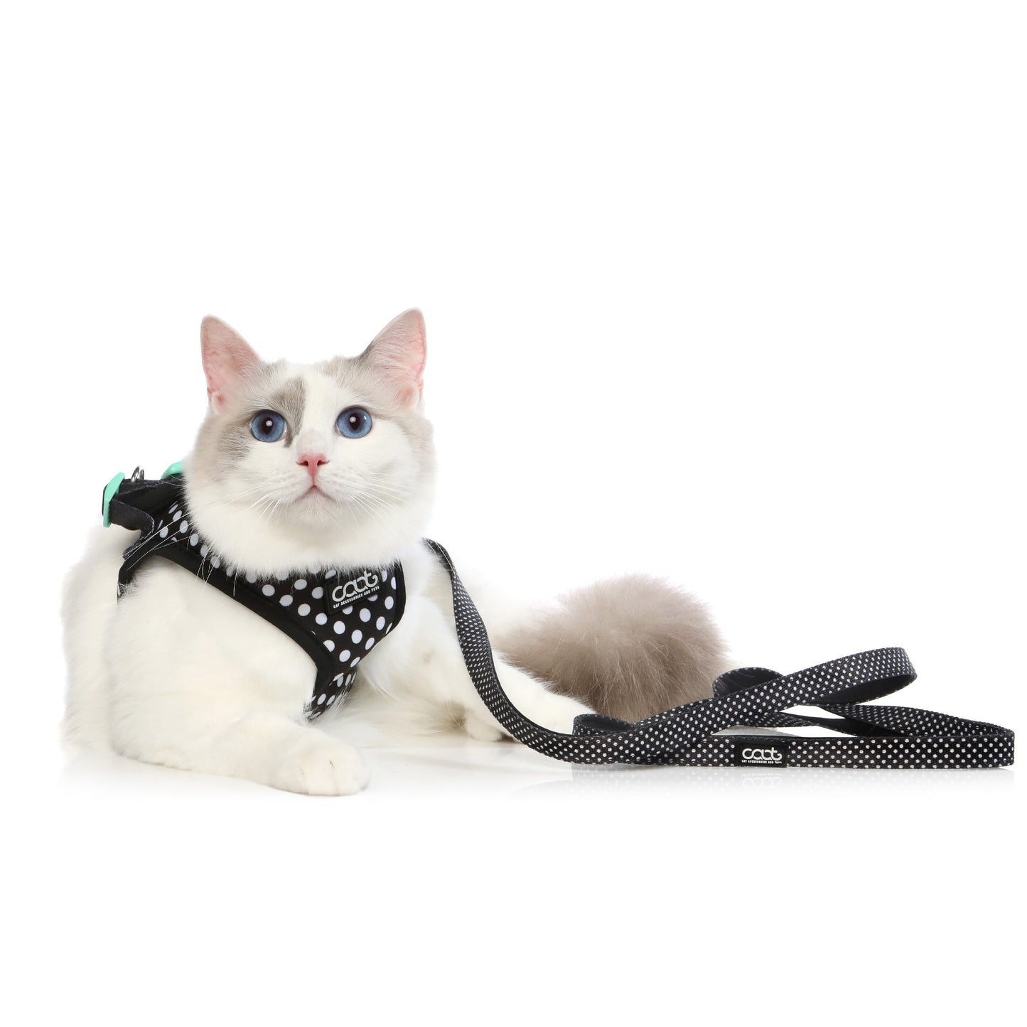 Caat Cat Harness & Leash Combo PONGO - Cat