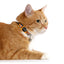 Caat Quick-Release Cat Collar SCOUT - Cat
