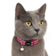 Caat Quick-Release Cat Collar LADY - Cat
