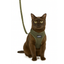 Caat Cat Harness & Leash Combo NEOSPORT GREEN - Cat