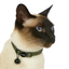 Caat Quick-Release Cat Collar NEOSPORT GREEN - Cat
