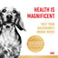 Royal Canin Dog Dachshund 85g Pouch