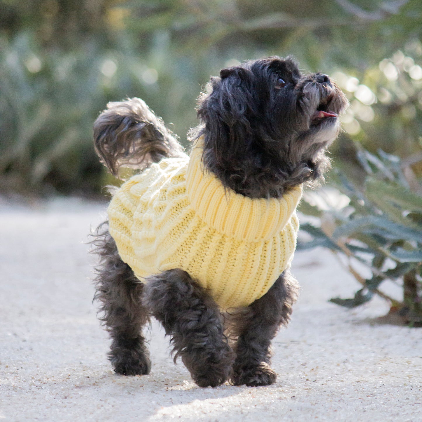 Huskimo Dog Jumper Cali Knit Buttercup [Sz:22cm]