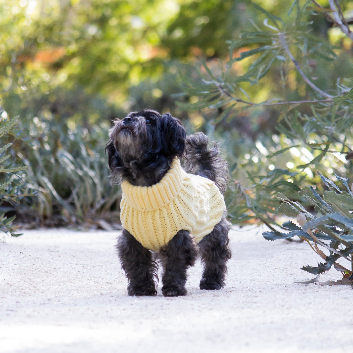 Huskimo Dog Jumper Cali Knit Buttercup [Sz:22cm]