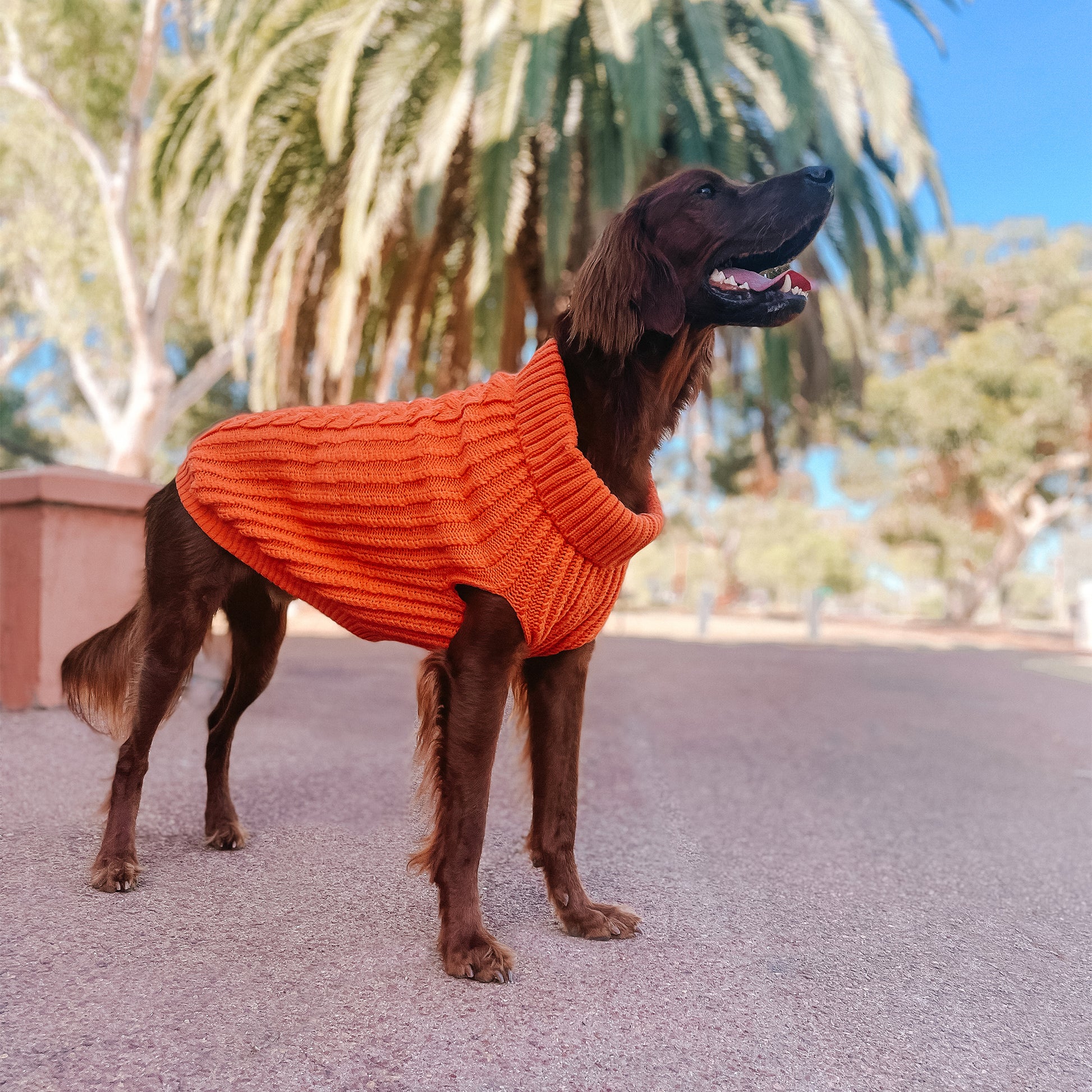 Huskimo Dog Jumper Cali Knit Tangerine [Sz:22cm]