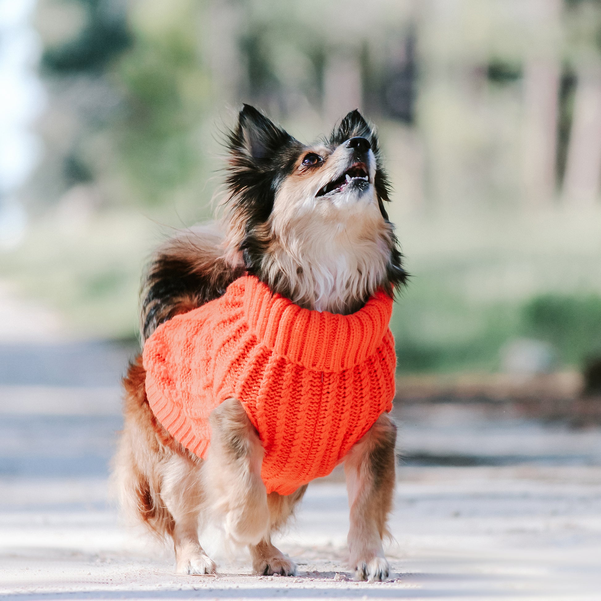 Huskimo Dog Jumper Cali Knit Tangerine [Sz:22cm]