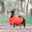 Huskimo Dog Jumper Cali Knit Tangerine [Sz:22cm]