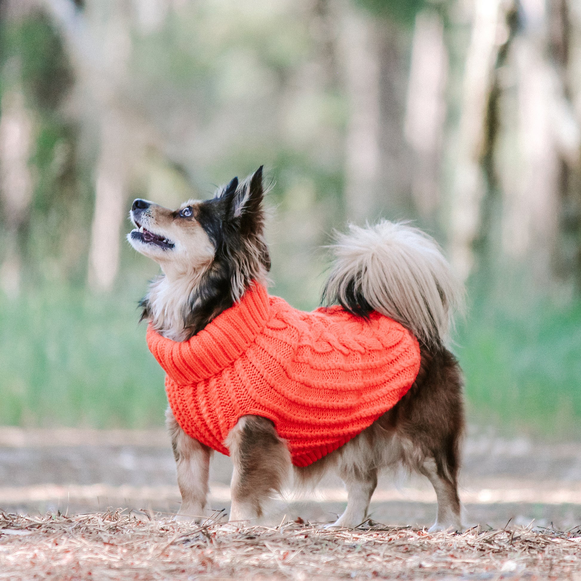 Huskimo Dog Jumper Cali Knit Tangerine [Sz:22cm]