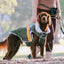 Huskimo Dog Coat Lightning Bolt Olive [Sz:27cm]