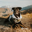 Huskimo Dog Coat Lightning Bolt Olive [Sz:27cm]