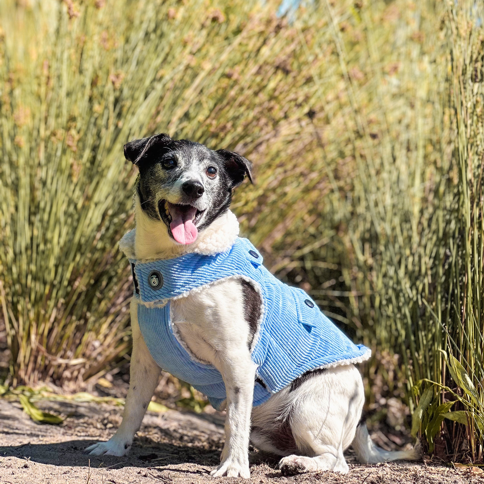 Huskimo Dog Coat Surfer Blue [Sz:27cm]