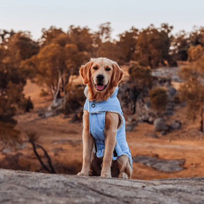 Huskimo Dog Coat Surfer Blue [Sz:27cm]