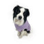 Huskimo Jumper Snuggle Violet [Sz:22cm]