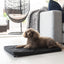 Superior Canvas Dog Mat [Sz:Medium]