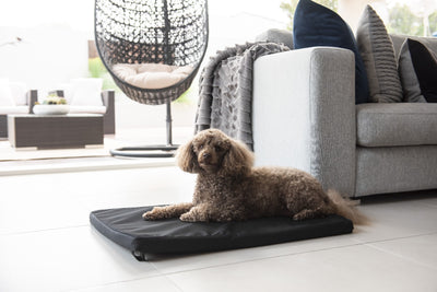 Superior Canvas Dog Mat [Sz:Mini]