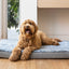 Superior Ortho Dog Mat Artic Faux Fur Water Resistant [Sz:Medium]