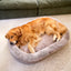 Superior Orthopaedic Memory Rest Puppacino [Sz:Small/Medium]
