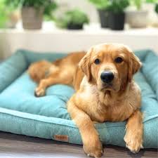 Dogue Luxe Bed Sea Green Small