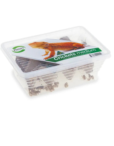 Pisces Crickets medium