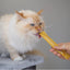 Kazoo Purrfect Puree – Chicken – 4pk – 15g