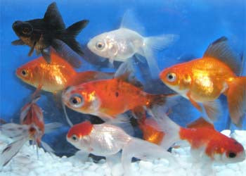Fantails 5cm