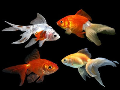 Fantails 5cm