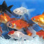 Fantails 5cm