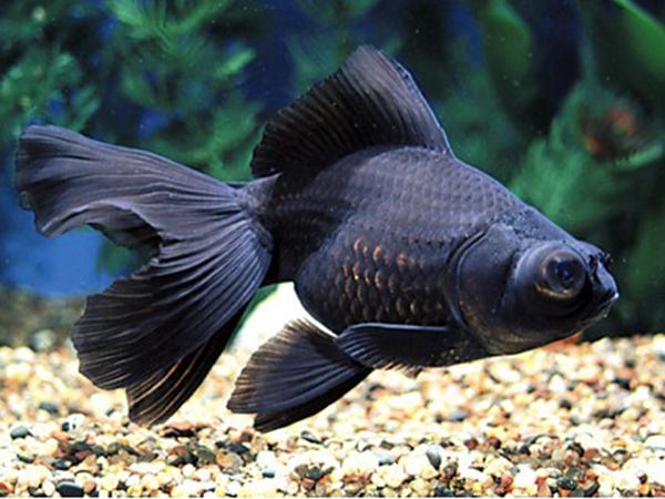 Black Moor 5cm
