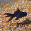 Black Moor 5cm