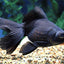 Black Moor 5cm
