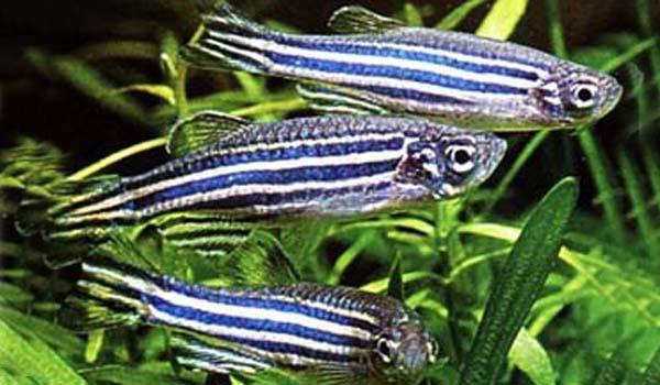 Zebra Danio
