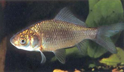 Uncoloured Goldfish 5cm