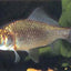 Uncoloured Goldfish 5cm