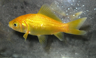 Golden Comet 5cm
